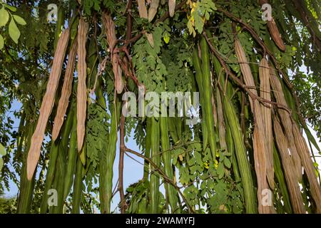 Früchte und Blätter der Moringa oleifera, einer Pflanze aus der Familie der Moringaceae, besser bekannt als Moringas. Stockfoto