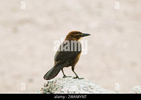 Individueller weiblicher schwarzer Vogel am Colorado River, Arizona Stockfoto