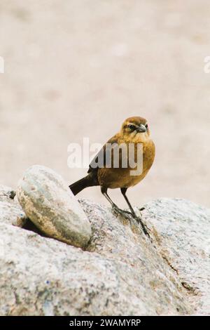 Individueller weiblicher schwarzer Vogel am Colorado River, Arizona Stockfoto