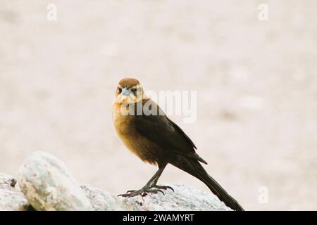 Individueller weiblicher schwarzer Vogel am Colorado River, Arizona Stockfoto