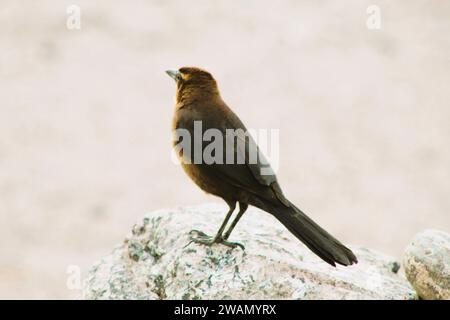 Individueller weiblicher schwarzer Vogel am Colorado River, Arizona Stockfoto