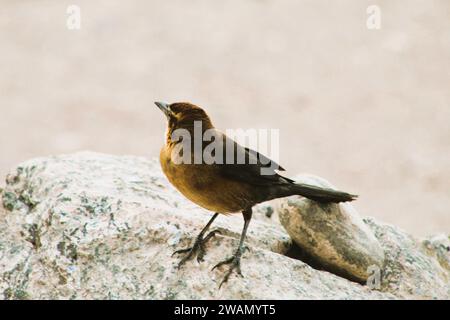 Individueller weiblicher schwarzer Vogel am Colorado River, Arizona Stockfoto