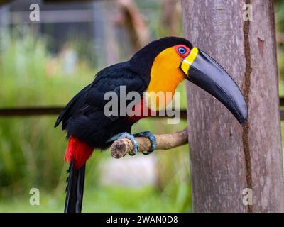 Tukan, ein brasilianischer Vogel aus der Familie der Ramphastidae, lebt in den tropischen Wäldern Mittel- und Südamerikas. Stockfoto