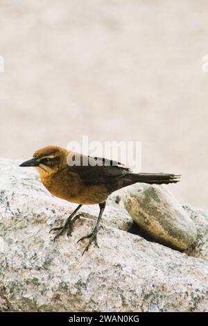 Individueller weiblicher schwarzer Vogel am Colorado River, Arizona Stockfoto