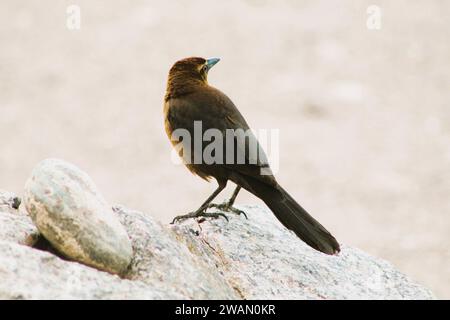 Individueller weiblicher schwarzer Vogel am Colorado River, Arizona Stockfoto