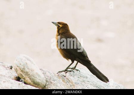 Individueller weiblicher schwarzer Vogel am Colorado River, Arizona Stockfoto