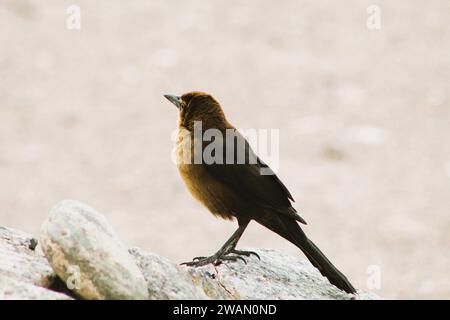 Individueller weiblicher schwarzer Vogel am Colorado River, Arizona Stockfoto