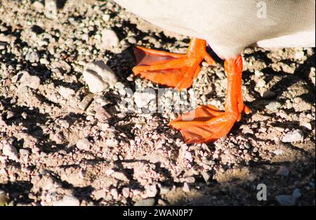 Eine Nahaufnahme von Entenfüßen, gewebten Füßen im Sand Stockfoto