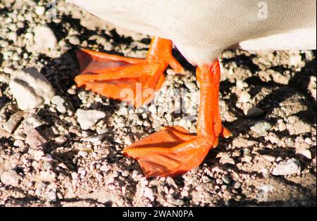 Eine Nahaufnahme von Entenfüßen, gewebten Füßen im Sand Stockfoto