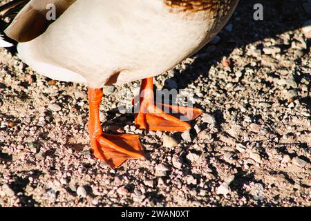 Entenfüße im Sand, gewebte Füße, Entenspuren Stockfoto