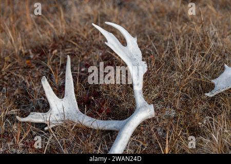 Kanada, Nunavut, Edinburgh Island. Karibusgeweih in grasbewachsener Landschaft. Stockfoto