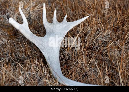 Kanada, Nunavut, Edinburgh Island. Karibusgeweih in grasbewachsener Landschaft. Stockfoto