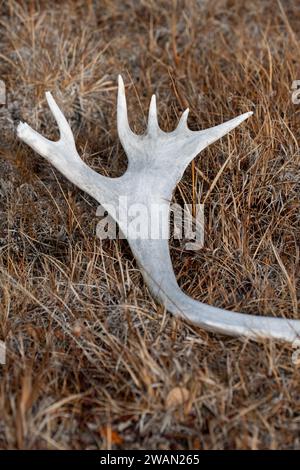 Kanada, Nunavut, Edinburgh Island. Karibusgeweih in grasbewachsener Landschaft. Stockfoto