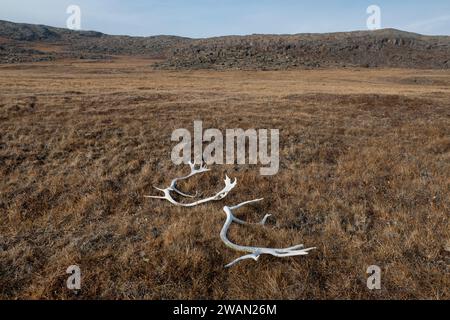 Kanada, Nunavut, Edinburgh Island. Karibusgeweih in grasbewachsener Landschaft. Stockfoto