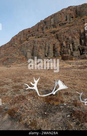 Kanada, Nunavut, Edinburgh Island. Karibusgeweih in grasbewachsener Landschaft. Stockfoto