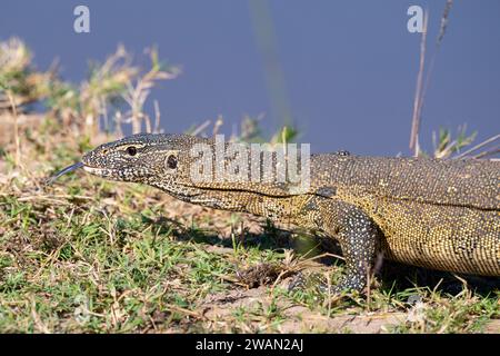 Sambia, South Luangwa NP. Nil-Monitor (Varanus niloticus)-Eidechse. Stockfoto