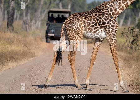 Sambia, Süd-Luangwa. Endemische und gefährdete Thornicroft-Giraffe (Giraffa camelopardalis thornicrofti) mit Safari-Jeep in der Ferne. Stockfoto
