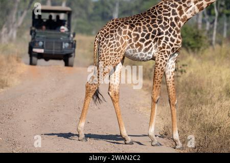 Sambia, Süd-Luangwa. Endemische und gefährdete Thornicroft-Giraffe (Giraffa camelopardalis thornicrofti) mit Safari-Jeep in der Ferne. Stockfoto