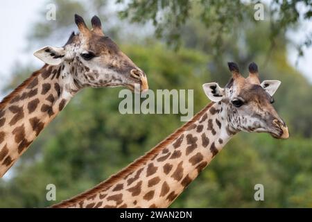 Sambia, Süd-Luangwa. Endemische und gefährdete Thornicroft-Giraffe (Giraffa camelopardalis thornicrofti) Kopf- und Halsdetail. Stockfoto