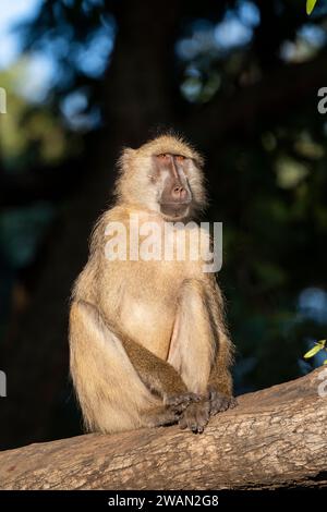 Sambia, Süd-Luangwa. Gelber Pavian (Papio cynocephalus) männlich im Baum. Stockfoto