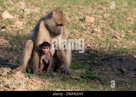 Sambia, Süd-Luangwa. Gelber Pavian (Papio cynocephalus) Mutter und Kind. Stockfoto