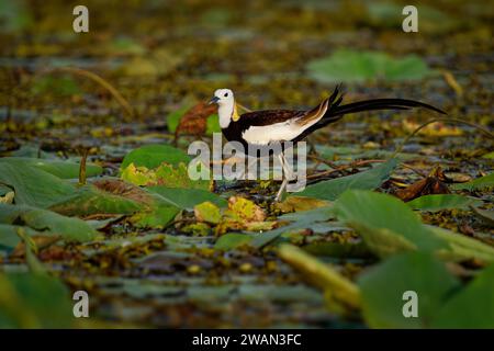 Fasanenschwänze Jacana - Hydrophasianus chirurgus Vogel in Hydrophasianus, verlängerte Zehen und Nägel, die es ihnen ermöglichen, auf schwimmender Vegetation zu gehen Stockfoto