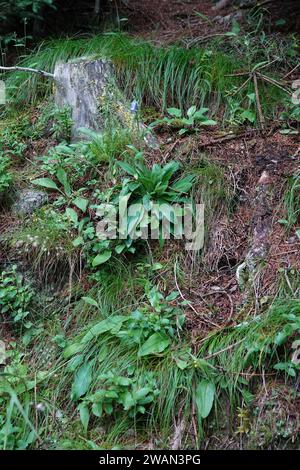 Vertikale Nahaufnahme einer österreichischen bärtigen Glockenblume, Campanula barbata im Wald Stockfoto