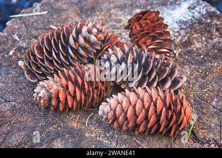 Trockene Tannenzapfen auf einem Baumstumpf in Nahaufnahme. Schönes Nahfoto von Tannenzapfen, die auf dem Stumpf im Herbstwald liegen. Stockfoto