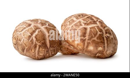 Frische und trockene Shiitake-Pilze im Stapel oder Stapel werden auf weißem Hintergrund mit Beschneidungspfad isoliert. Stockfoto