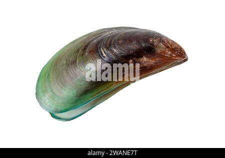 Draufsicht auf gedämpfte oder gekochte grüne Muscheln ist isoliert auf weißem Hintergrund mit Schnittpfad. Stockfoto