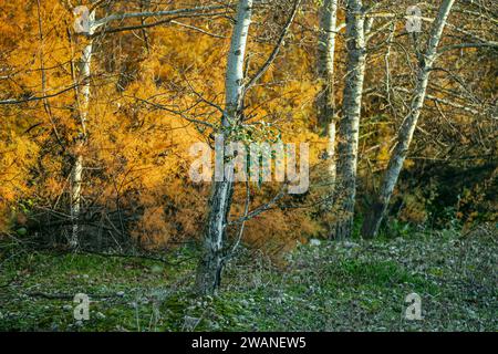 Eine wunderschöne Herbstlandschaft mit Bäumen mit Blättern in verschiedenen Farbtönen Stockfoto