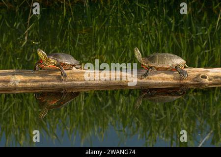 Western bemalt Schildkröte, Kootenai National Wildlife Refuge, Idaho Stockfoto