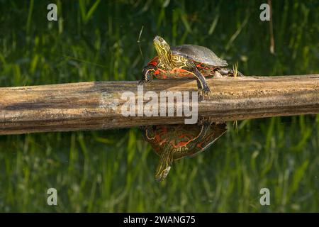 Western bemalt Schildkröte, Kootenai National Wildlife Refuge, Idaho Stockfoto