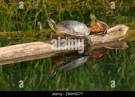 Western bemalt Schildkröte, Kootenai National Wildlife Refuge, Idaho Stockfoto