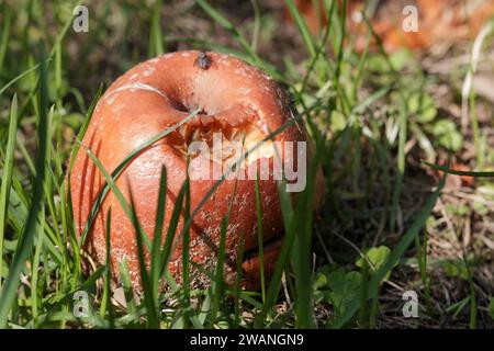 Verfaulter brauner Apfel auf Gras im Obstgarten Stockfoto