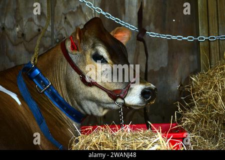 Ein Porträt einer reinrassigen Jersey-Kuh, die neugierig in die Kamera schaut. Der Jersey ist eine britische Rasse von kleinen Milchrindern. Stockfoto