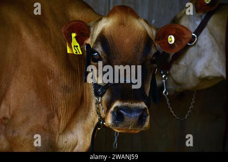 Ein Porträt einer reinrassigen Jersey-Kuh, die neugierig in die Kamera schaut. Der Jersey ist eine britische Rasse von kleinen Milchrindern. Stockfoto