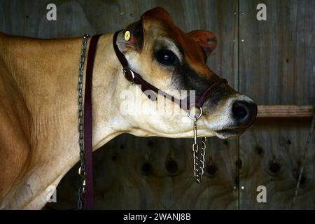 Ein Porträt einer reinrassigen Jersey-Kuh, die neugierig in die Kamera schaut. Der Jersey ist eine britische Rasse von kleinen Milchrindern. Stockfoto