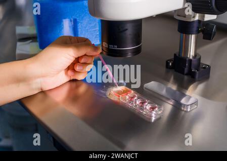 Arzt im Labor. Der Befruchtungsprozess der Eizelle durch Embryologen im Labor der in-vitro-Fertilisation. Stockfoto