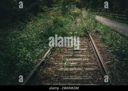 Alte, unbenutzte und mit Gras bewachsene Eisenbahnschienen im Waldgebiet Stockfoto