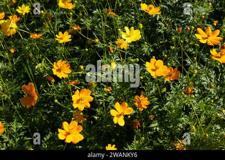 COSMOS-Muster im Blumenpark. Schließen Sie gelbe Kosmos Blumen oder Schwefel Kosmos im Park mitten im Wald und grünen Naturpark Stockfoto