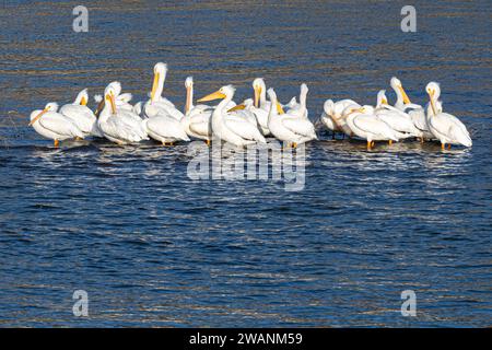 Amerikanische weiße Pelikane (Pelecanus erythrorhynchos) versammelten sich auf einem untergetauchten Anstieg im Neosho (Grand) River am Fort Gibson Dam in Oklahoma. (USA) Stockfoto