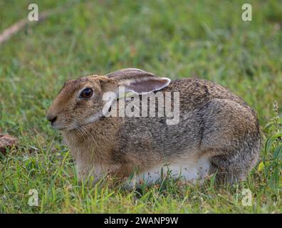 Porträt eines Hasen mit zwei langen Ohren, der auf dem grünen Gras sitzt und sich auf Gras hockt Schwarzer Nappenhase, der im grünen Gras sitzt Stockfoto