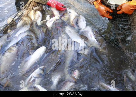 Die Fische im Wasser Fischernetze Stockfoto