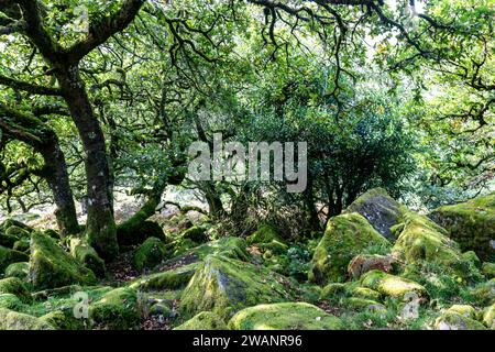 Wistmans Wood im Dartmoor National Park, im südlichen Ende Wald mit Moosen und Flechten auf den Eichen, Devon, England, UK, 2023 Stockfoto