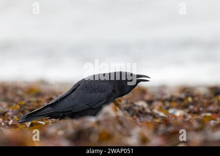 Aason Crow (Corvus Corone) ruft an der Küste von Lyme Regis, Dorset, Großbritannien Stockfoto