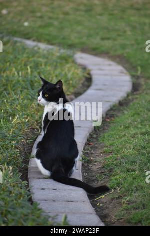 Katzenforscher: Katze, die auf einem endlosen Pfad sitzt und über Reiche nachdenkt Stockfoto