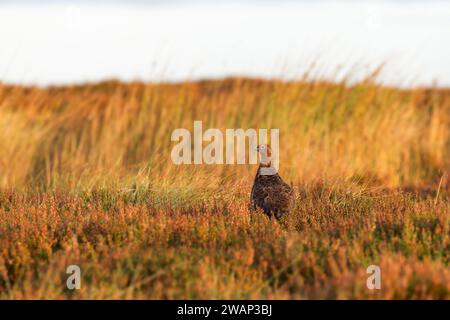 Rothahn (Lagopus lagopus scotica) am frühen Morgen goldenes Licht zwischen Heidekraut und Gräsern Stockfoto