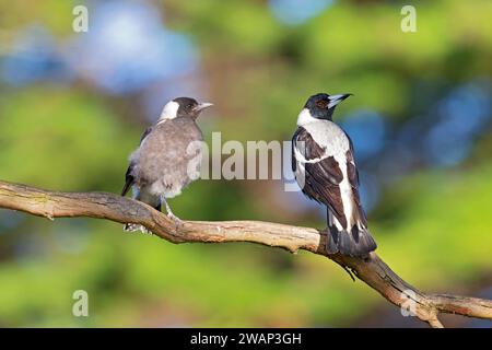 Erwachsene und junge australische Elster (Gymnorhina tibicen), die auf einem Ast thront. Stockfoto