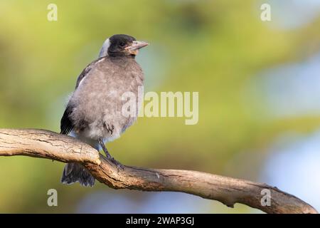 Junge australische Elster (Gymnorhina tibicen), die auf einem Ast thront. Stockfoto